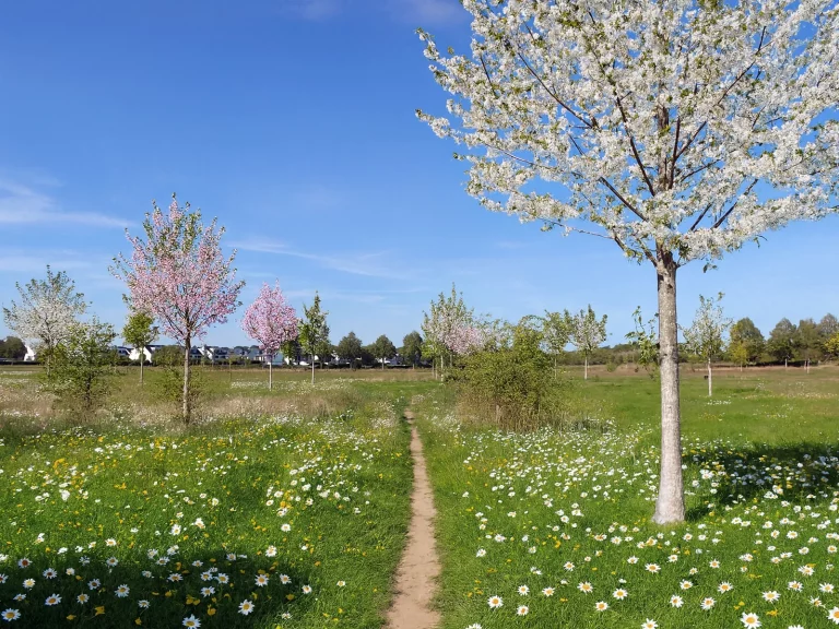 Foto einer blühenden Obstwiese in Köln-Sürth mit Kirschbäumen, Gänseblümchen und blauem Himmel im Frühjahr.