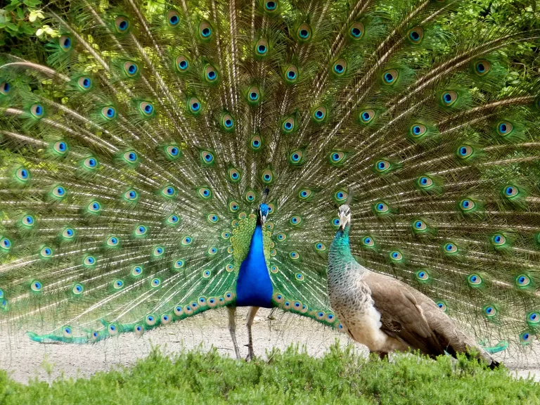 Foto eines freilaufenden Pfauenpaars im Forstbotanischen Garten in Köln-Rodenkirchen, der Hahn zeigt sein farbenprächtiges Rad.