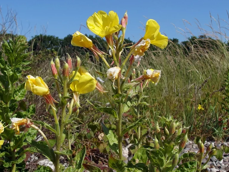 Foto einer blühenden Nachtkerze im Naturschutzgebiet Sürther Aue bei Köln, umgeben von Gräsern und sommerlicher Vegetation.