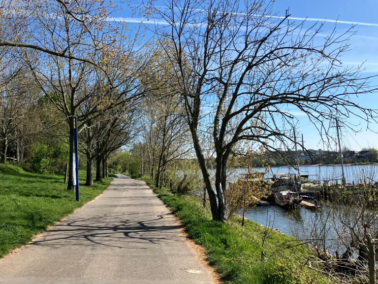Foto des Fuß- und Radwegs am Rheinufer in Köln-Weiß, gesäumt von Bäumen und mit Blick auf anliegende Boote bei sonnigem Wetter.