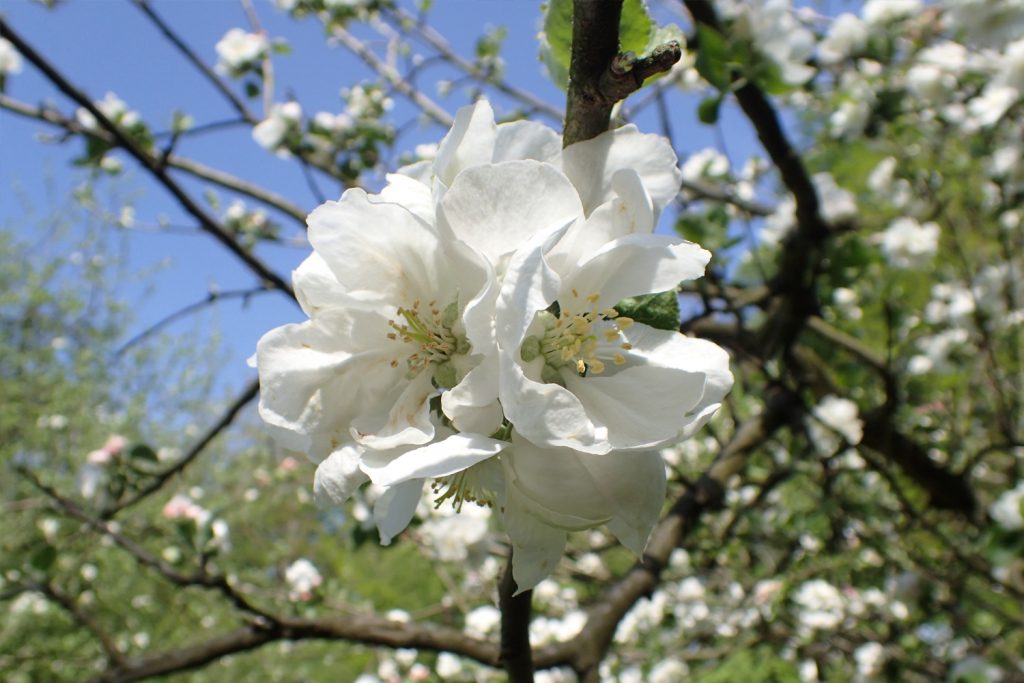 Foto eines blühenden Obstbaums im Frühling, Symbol für natürliche Vielfalt und die grüne Oase des Projekts Rodengrün.